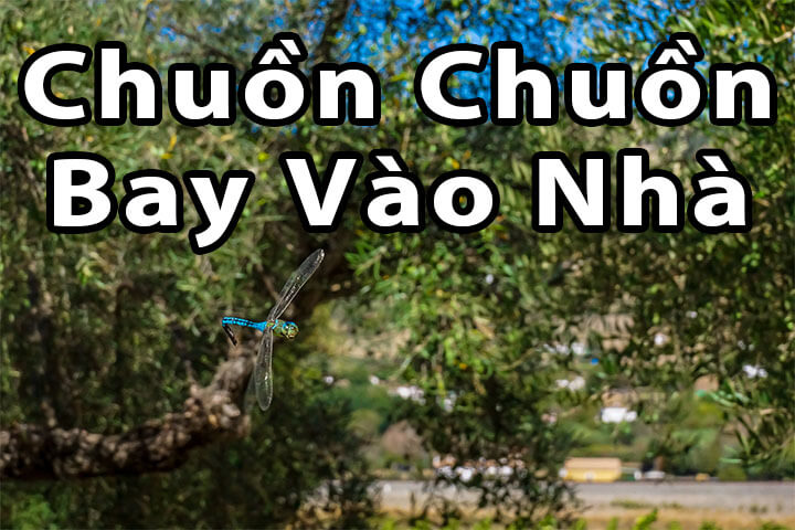 Chuồn chuồn bay vào nhà