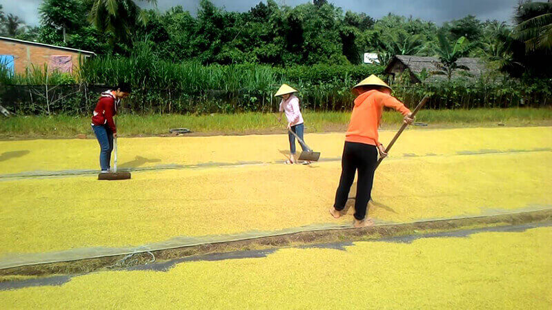 Đánh con số mấy khi mơ thấy lúa chín 